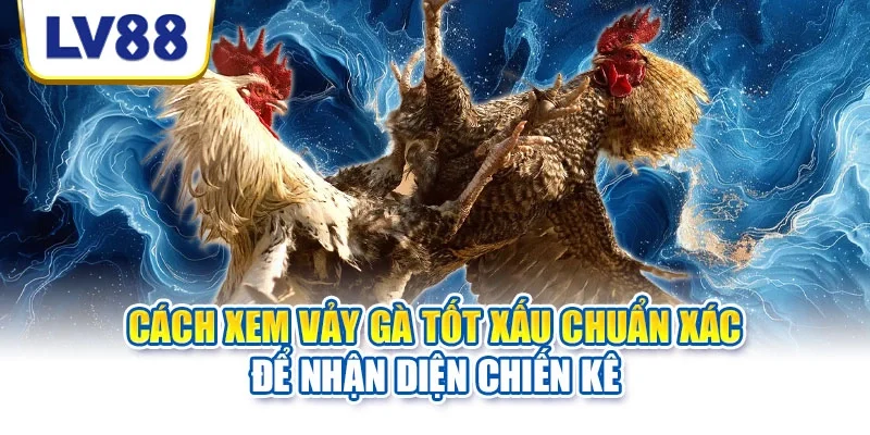Cách xem vảy gà tốt xấu cần quan sát đồng thời chân và phản xạ Cách xem vảy gà tốt xấu cần quan sát đồng thời chân và phản xạ
