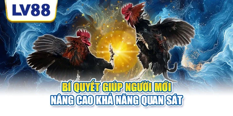 Đá gà LV88 với nhiều trận đấu chất lượng Đá gà LV88 với nhiều trận đấu chất lượng