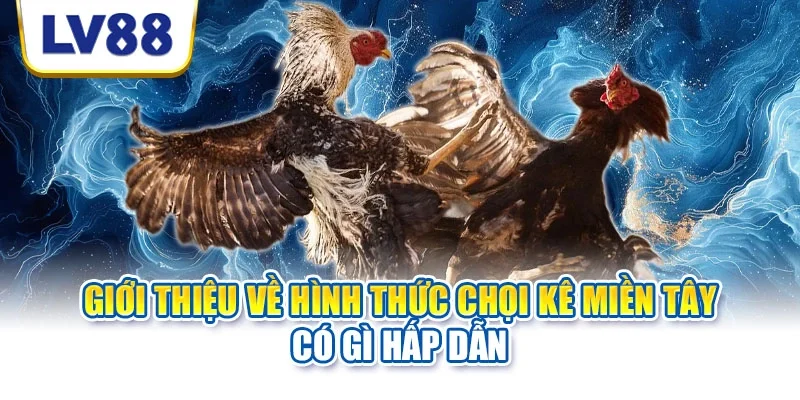 Giới thiệu về hình thức chọi kê miền Tây có gì hấp dẫn Giới thiệu về hình thức chọi kê miền Tây có gì hấp dẫn