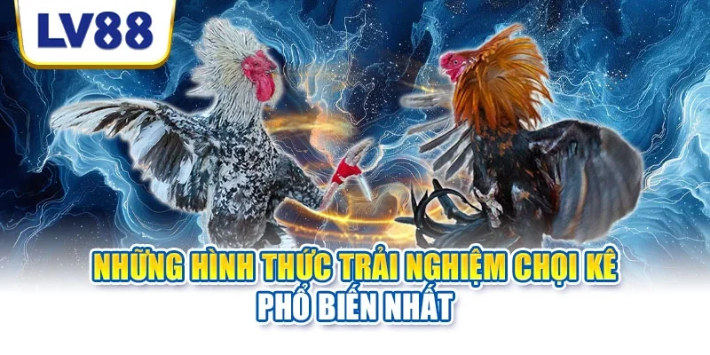 Những hình thức trải nghiệm chọi kê phổ biến nhất Những hình thức trải nghiệm chọi kê phổ biến nhất