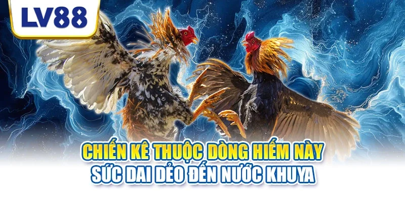 Chiến kê thuộc dòng hiếm này sức dai dẻo đến nước khuya Chiến kê thuộc dòng hiếm này sức dai dẻo đến nước khuya
