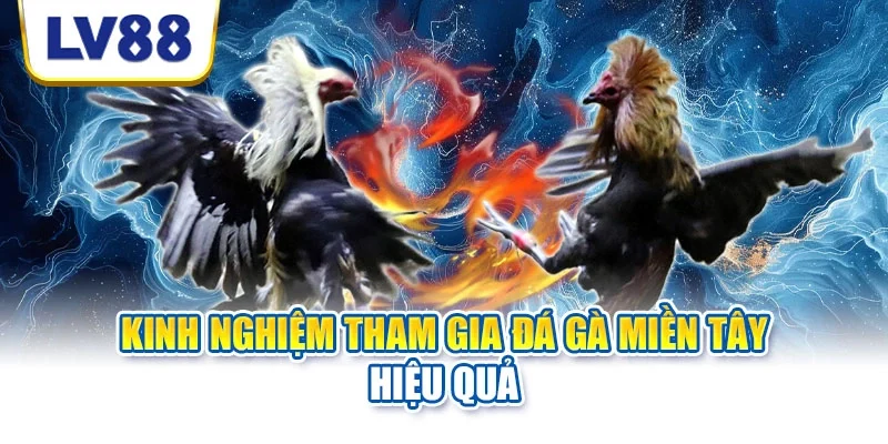 Kinh nghiệm tham gia đá gà miền Tây hiệu quả Kinh nghiệm tham gia đá gà miền Tây hiệu quả