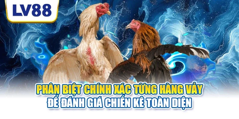 Phân biệt chính xác từng hàng vảy để đánh giá chiến kê toàn diện Phân biệt chính xác từng hàng vảy để đánh giá chiến kê toàn diện