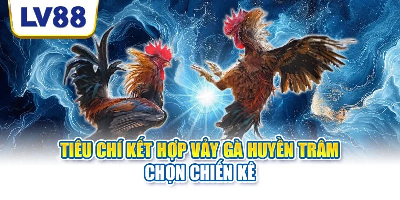 Tiêu chí kết hợp vảy gà Huyền Trâm chọn chiến kê Tiêu chí kết hợp vảy gà Huyền Trâm chọn chiến kê